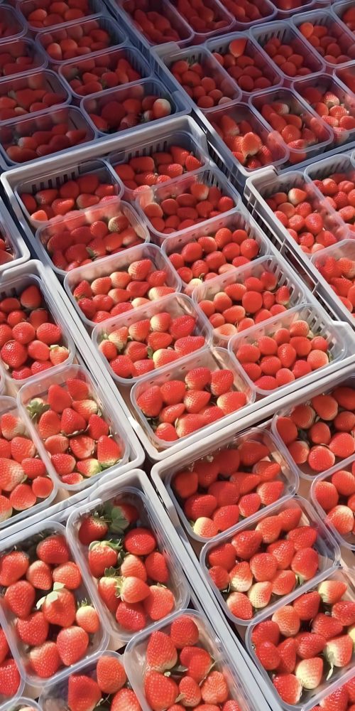 strawberry packaging