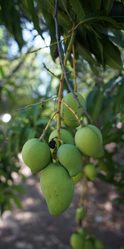 mango