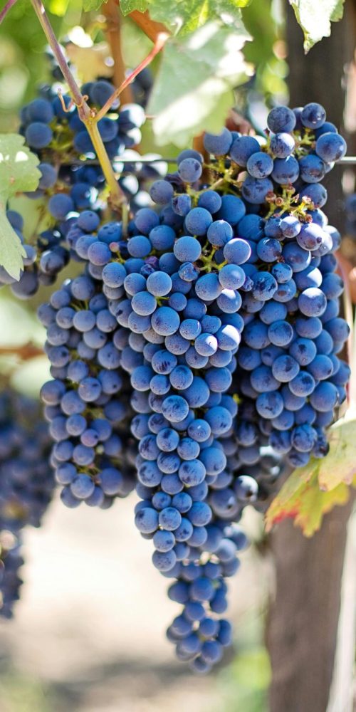 Close-up of fresh purple grapes in a sunlit vineyard, perfect for wine-making.